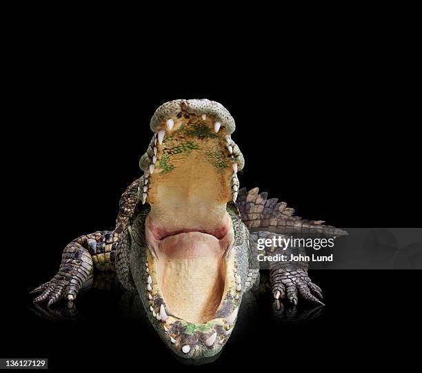 crocodile with a wide open mouth - crocodile stock pictures, royalty-free photos & images