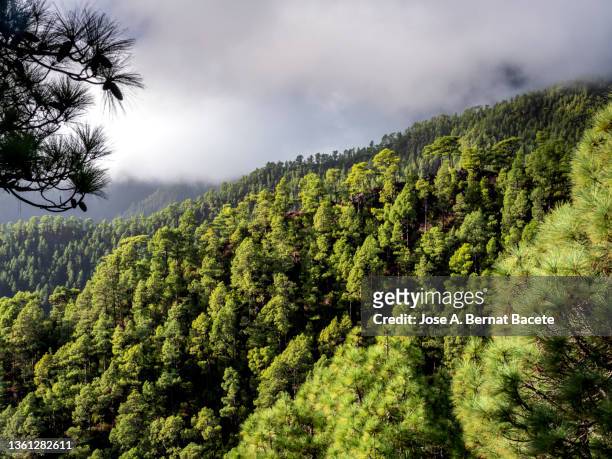 mountainous landscape with a canarian pine forest on the island of la palma. - la palma islas canarias stock pictures, royalty-free photos & images