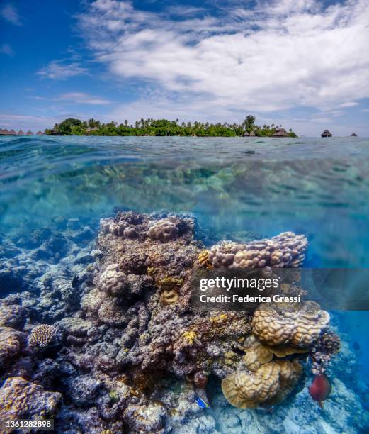 split-level view of maldivian lagoon with porites coral formations - atoll stock pictures, royalty-free photos & images