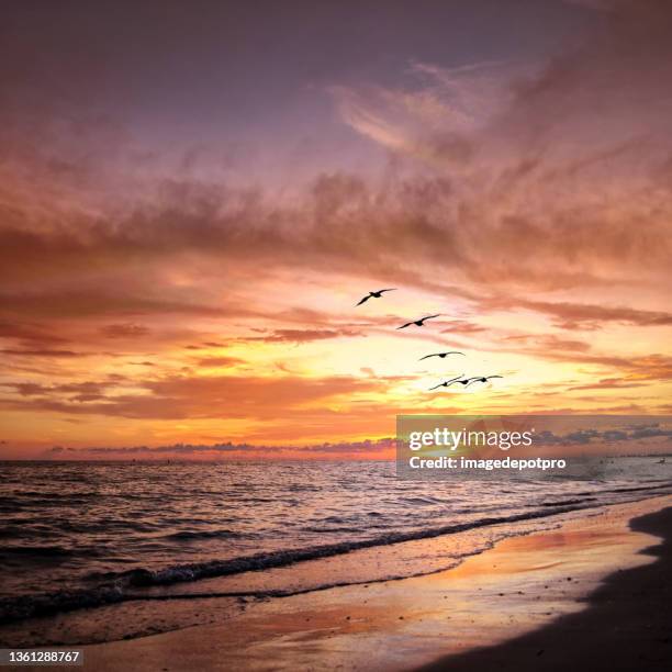 tropical beach and shiny seascape during dramatic colorful sunset - siesta key beach stock pictures, royalty-free photos & images