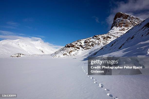 fox track on tasersuaq - fuchs spuren stock-fotos und bilder