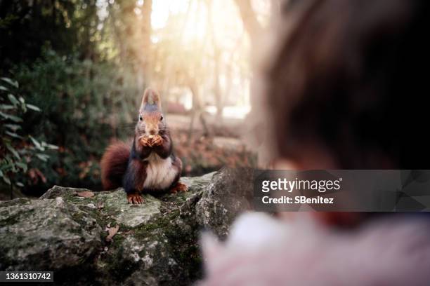 red squirrel looks at a little girl - eichhörnchen gattung stock-fotos und bilder