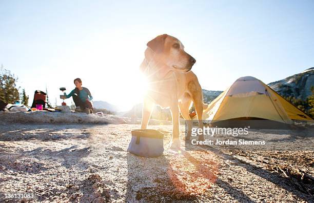 a dog eating from his bowl at camp. - einzelnes tier stock-fotos und bilder