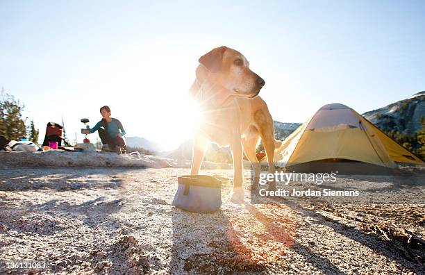 a dog eating from his bowl at camp. - hondenbak stockfoto's en -beelden