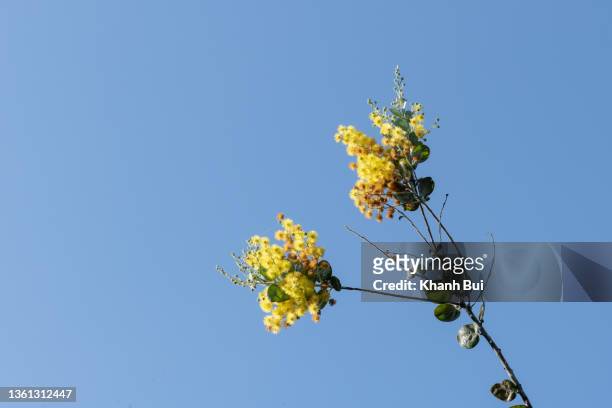 the beautiful yellow  of mimosa flower with blue sky background - acacia tree stock pictures, royalty-free photos & images