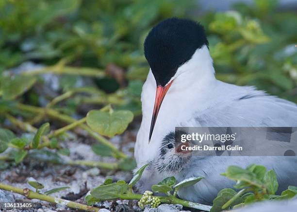 roseate tern with baby under its wing lady elliot - tern stock pictures, royalty-free photos & images