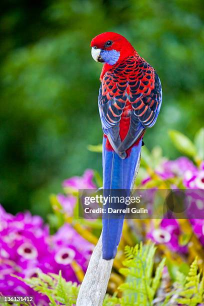 crimson rosella & backdrop of orchids lamington np - rosella carmesí fotografías e imágenes de stock