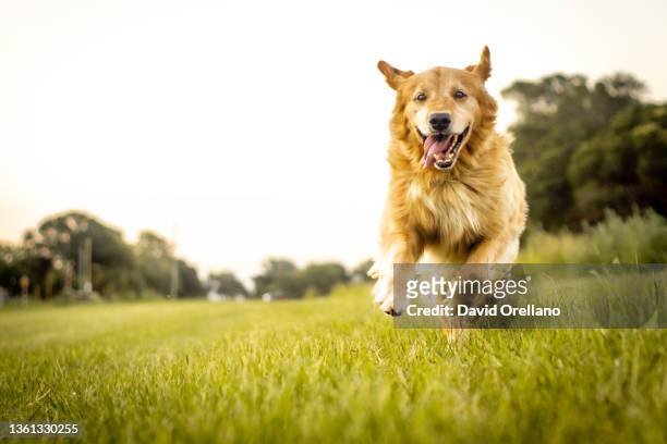 perro corriendo - correndo stock pictures, royalty-free photos & images