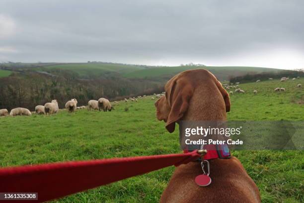 dog on lead looking at sheep herd