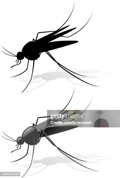 mosquito - bloodsucking stock illustrations