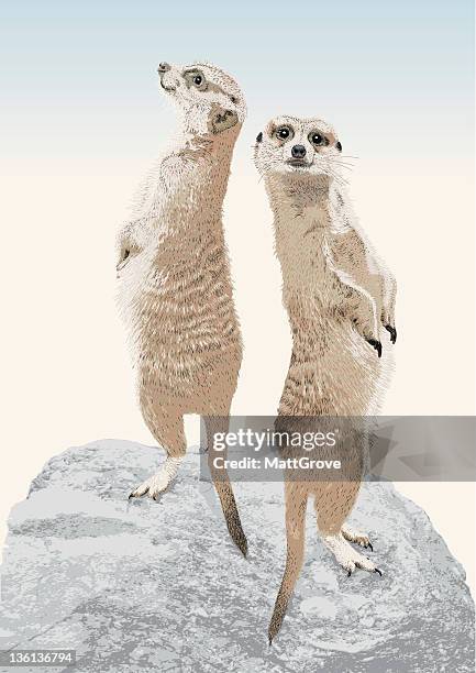 stockillustraties, clipart, cartoons en iconen met the lookouts - meerkat