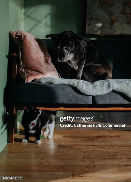 a black cat and a black dog together in a domestic room. the perplexed canine sits on the sofa and the young feline curiously gazes up towards the sleepy pooch. - cat on top of dog stock pictures, royalty-free photos & images