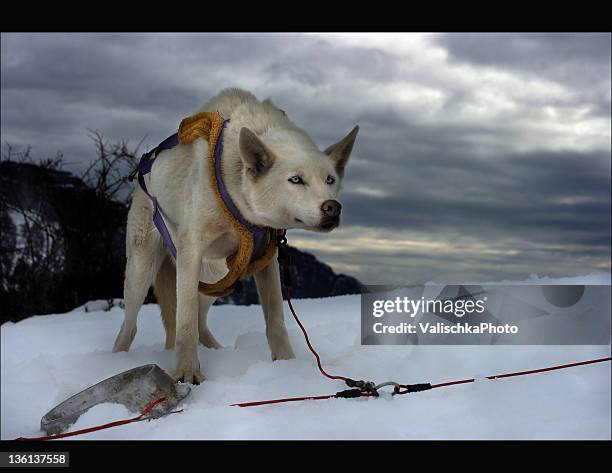 dog sled drag in snow - dog dragging stock pictures, royalty-free photos & images