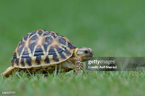 turtle crawling on grass - turtle stock-fotos und bilder