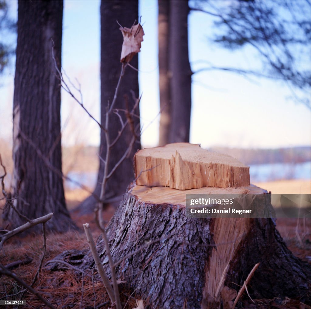 Stump