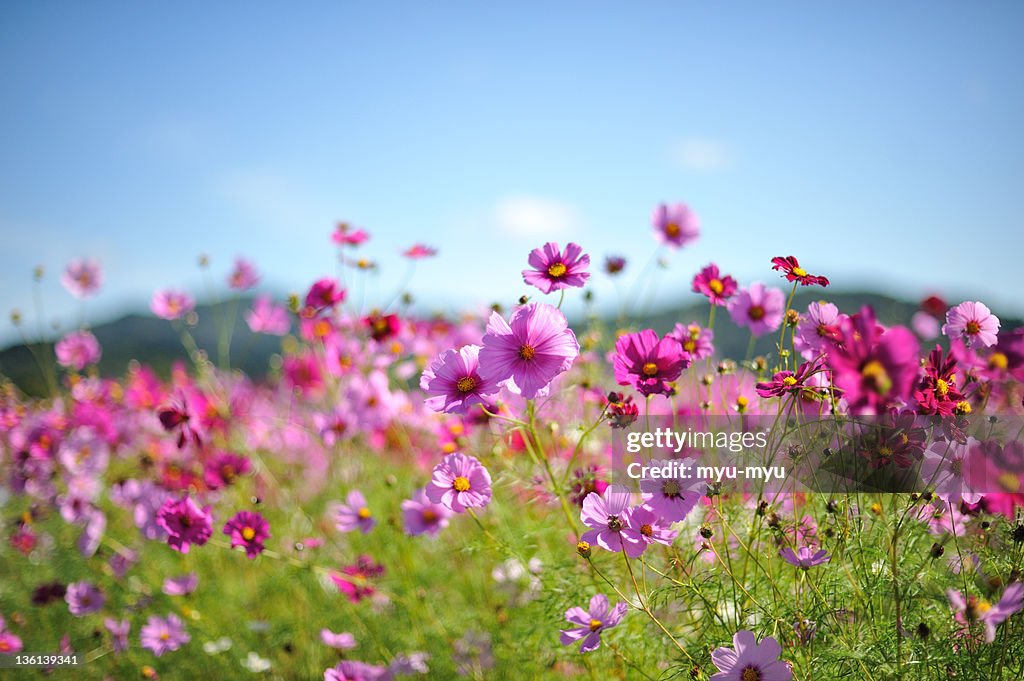 Cosmos flowers in fallow field in Japan