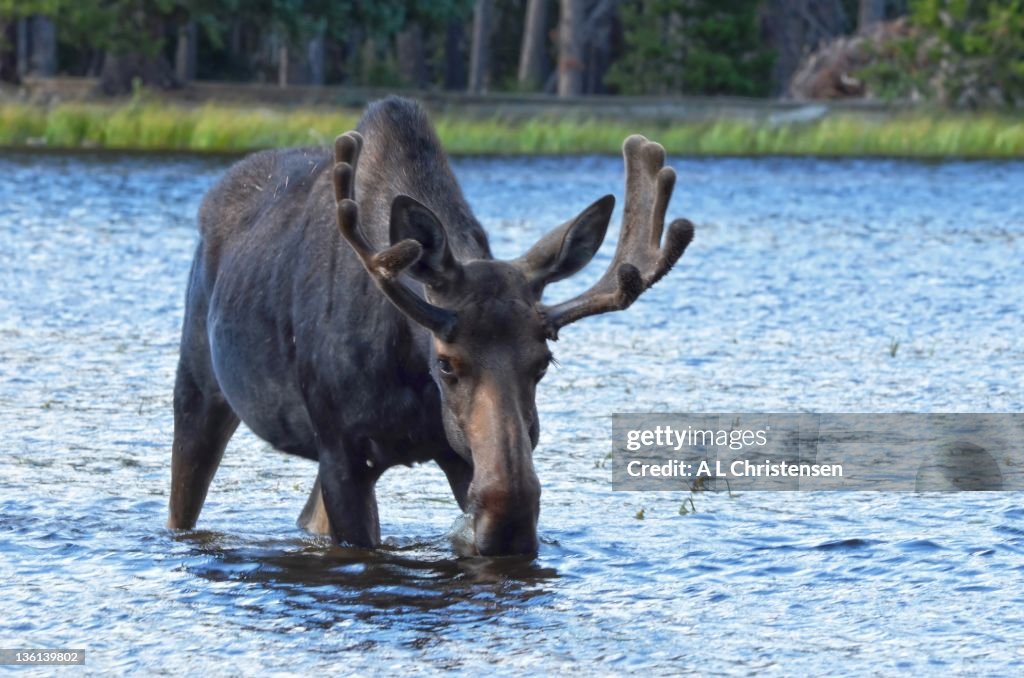 Moose