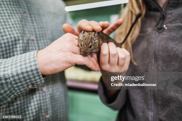 pet shop - flying squirrel stock pictures, royalty-free photos & images