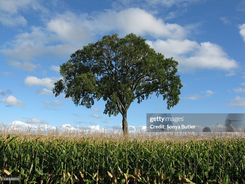 Corn Stocks Tree Single Tree In Corn Field High-Res Stock Photo - Getty Images