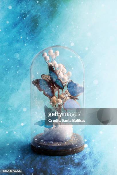 blue morpho butterflies under a glass - campana de vacío fotografías e imágenes de stock