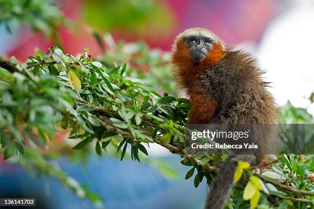 dusky titi monkey - yasuni national park foto e immagini stock