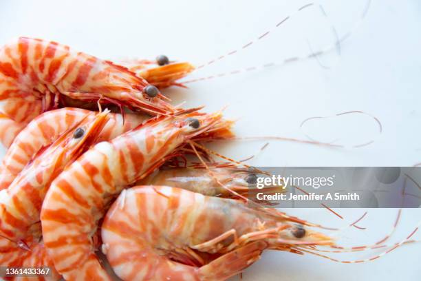 tiger prawns - krill stock pictures, royalty-free photos & images