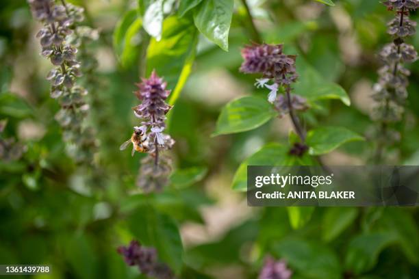 purple sage - purple rain stock pictures, royalty-free photos & images