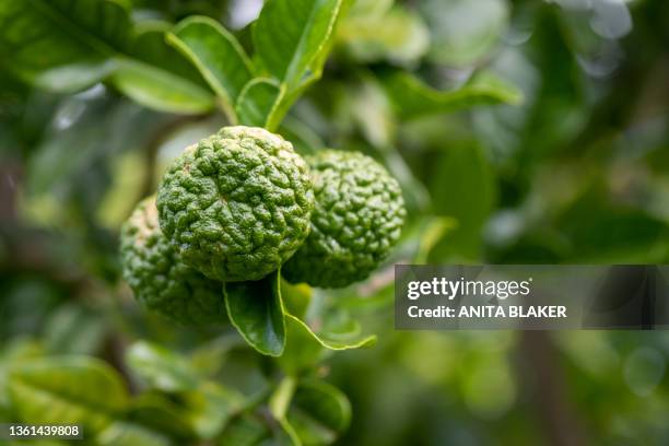 fruit tree - bergamot stock pictures, royalty-free photos & images