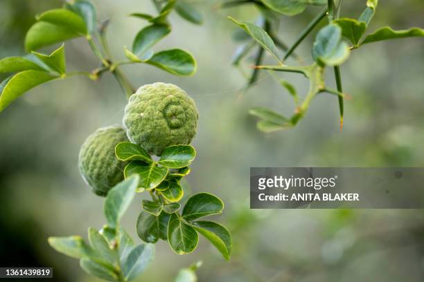 fruit tree - bergamot stock pictures, royalty-free photos & images