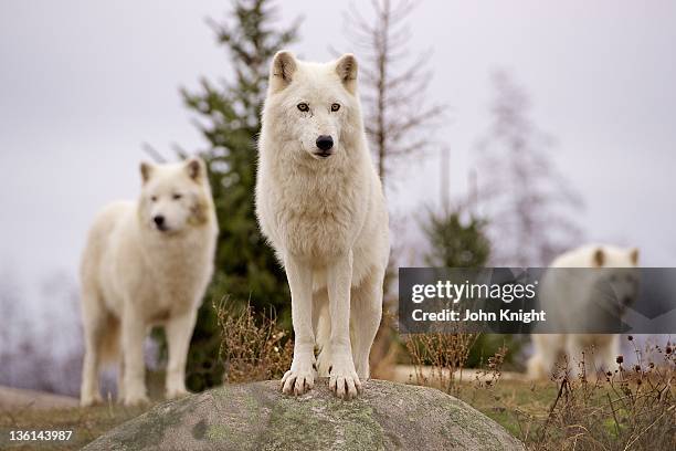 Angus Wolves 2,798 Wolves Of Ontario Stock Photos, High-Res Pictures, and Images ...