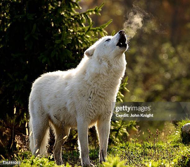 Gray Howl Gray Wolf Howl Photos and Premium High Res Pictures - Getty Images