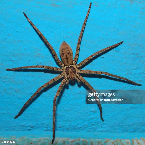 huntsman spider - huntsman spider stock pictures, royalty-free photos & images