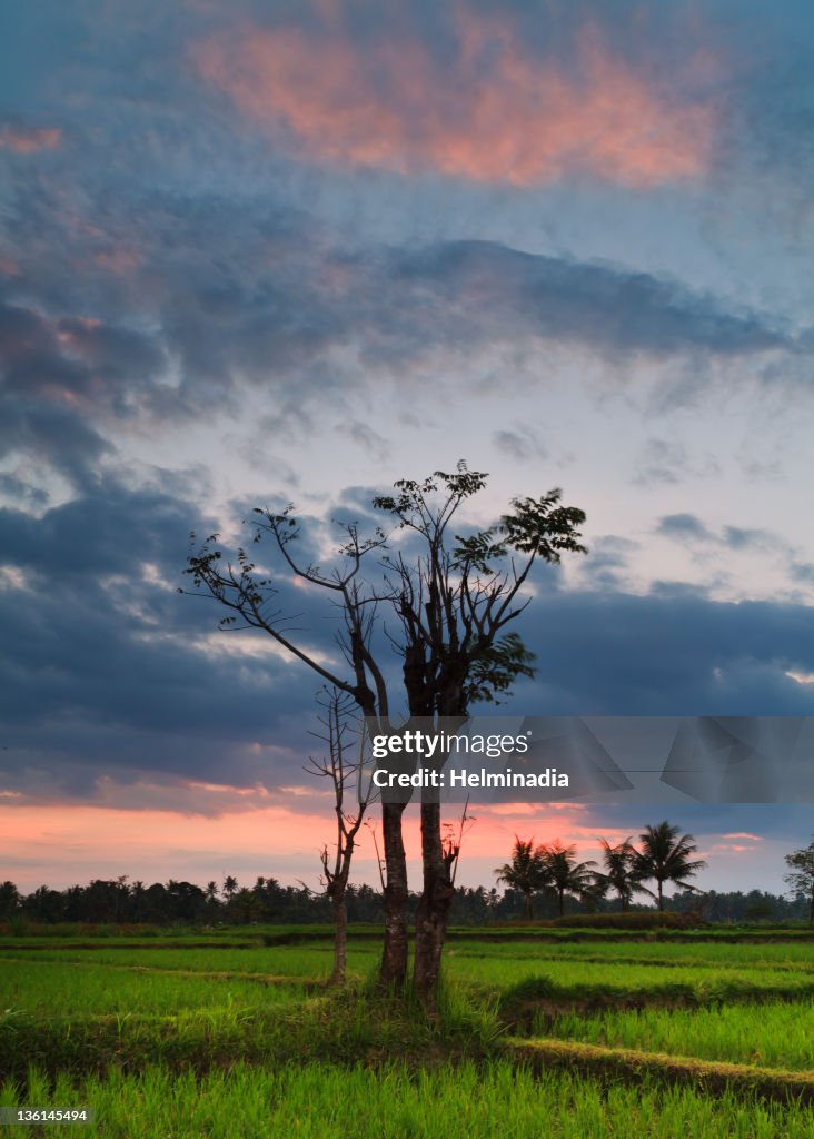 Tree in rice field near Angantaka village