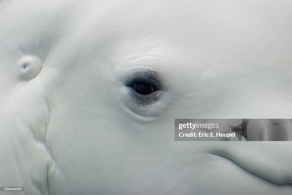 Close up of male Beluga whale in aquarium