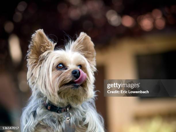yorkshire terrier licking his chops - yorkshire terrier stock pictures, royalty-free photos & images