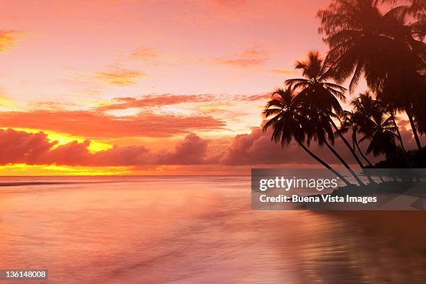 caribbean, barbados, pristine beach - tropical sunsets stock pictures, royalty-free photos & images