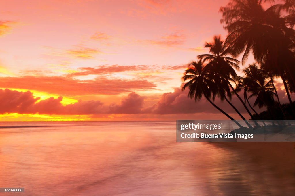Caribbean, Barbados, pristine beach