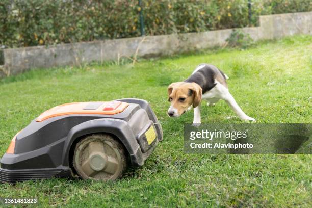 beagle puppy dog in garden with robot lawn mower - grasmaaier stockfoto's en -beelden