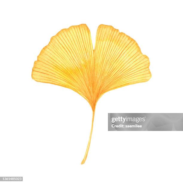 aquarell gelbes ginkgoblatt - gingko stock-grafiken, -clipart, -cartoons und -symbole