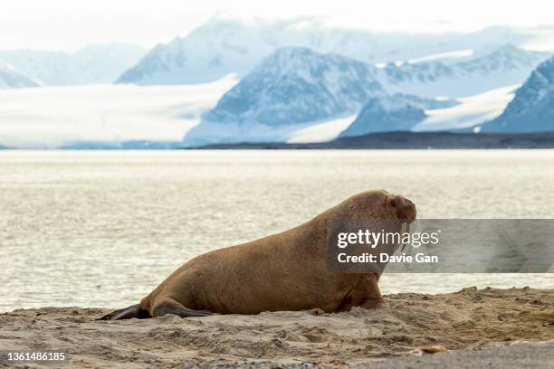 walrus on the beach - arctic walrus stock pictures, royalty-free photos & images