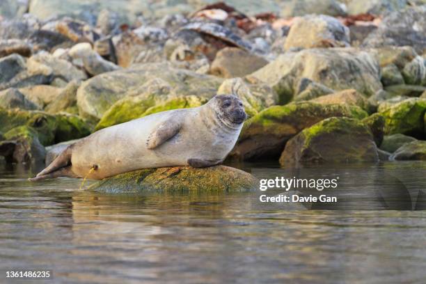 harbour seal - urinating - knubbsäl bildbanksfoton och bilder