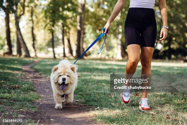 chow chow puppy walking by young woman - puppy chow stock pictures, royalty-free photos & images