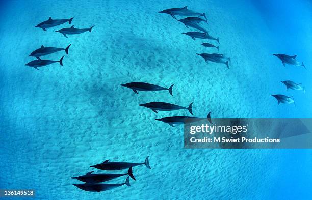 spinner dolphins glide underwater - maui dolphin stock pictures, royalty-free photos & images