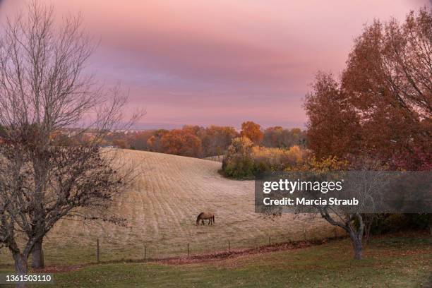 horse grazing in pasture at sunrise - tennessee landscape stock pictures, royalty-free photos & images