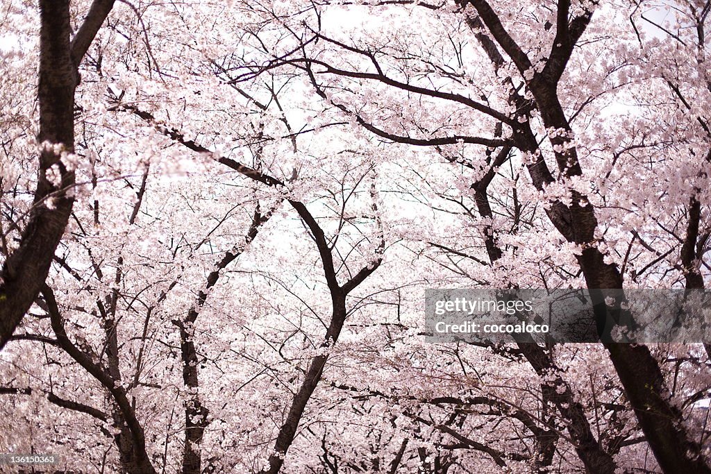 Cherry blossoms