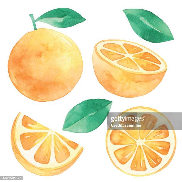 aquarell frische orangen - orange fruit stock-grafiken, -clipart, -cartoons und -symbole
