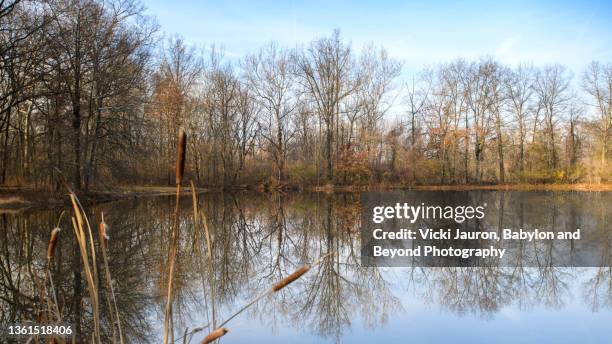 winter trees and reflections in downingtown, pennsylvania - lövfällande träd bildbanksfoton och bilder