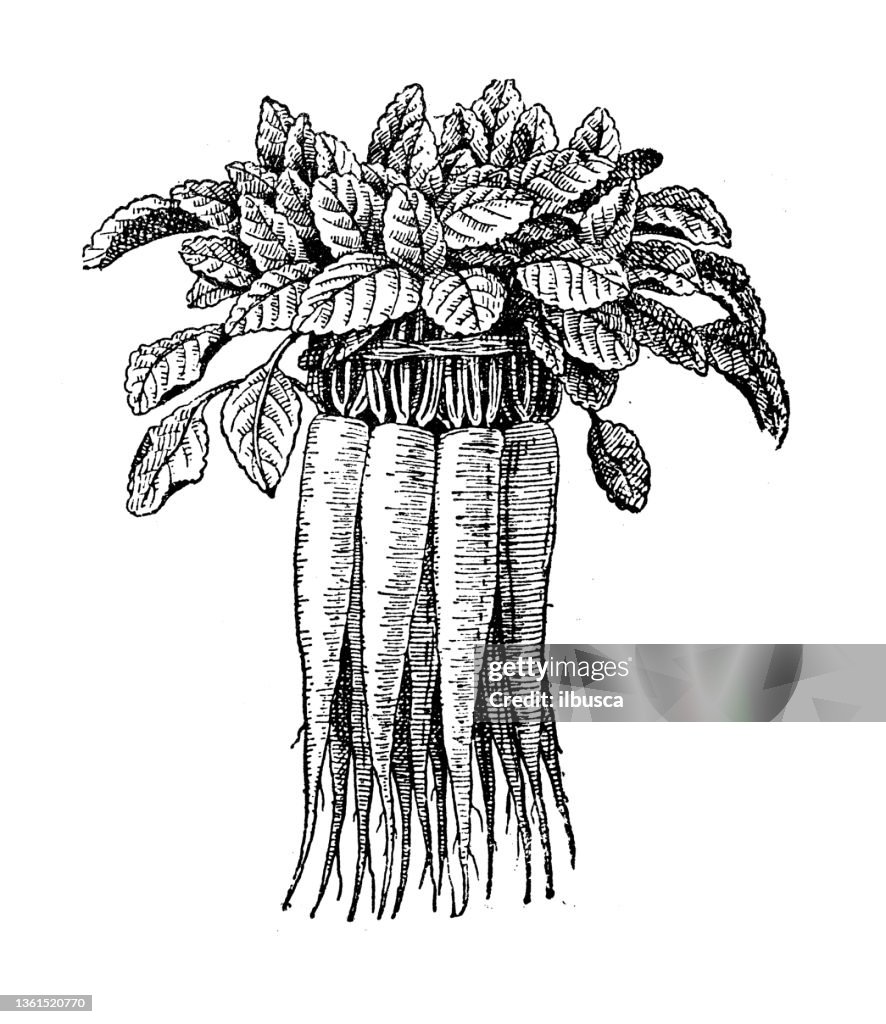 Antique illustration: Rampion