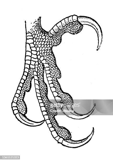 ilustraciones, imágenes clip art, dibujos animados e iconos de stock de ilustración antigua: garra de halcón - claw