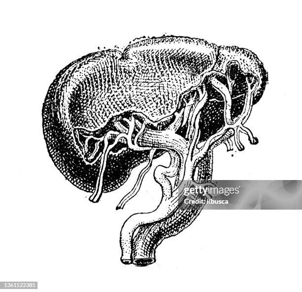 antique illustration: spleen - human liver 幅插畫檔、美工圖案、卡通及圖標